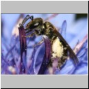 Lasioglossum morio - Furchenbiene w01 5mm.jpg